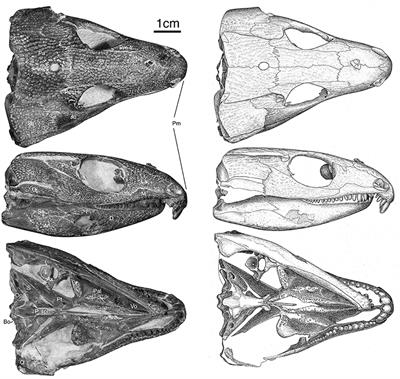 A New Captorhinid From the Permian Cave System Near Richards Spur, Oklahoma, and the Taxic Diversity of Captorhinus at This Locality